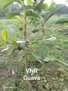 VNR Guava Plant