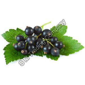 Fresh Blackcurrant