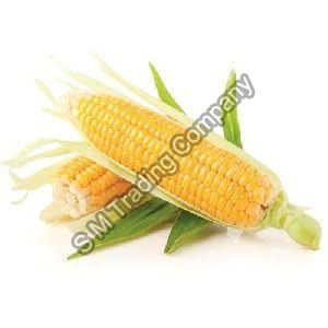 Fresh Sweet Corn