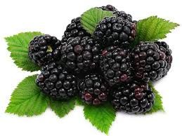 fresh blackberry