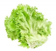 Fresh Lettuce