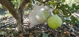 guava grafting plants