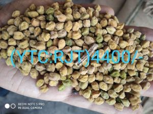 Chickpeas Seed