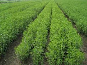Stevia Contract Farming
