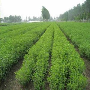 Stevia Cultivation Consultancy
