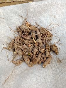 Yellow Turmeric Seed
