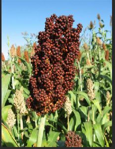 Red Jowar Seeds