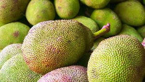 Fresh Jackfruit