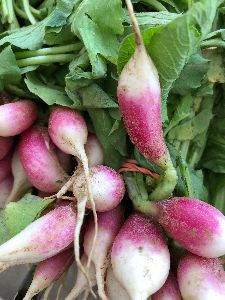 Fresh Radish