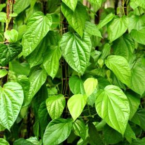 Fresh Betel Leaves