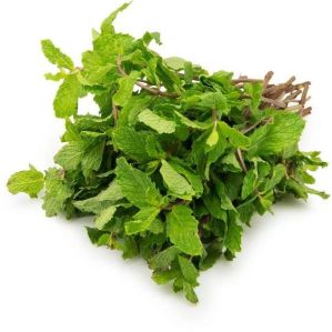 Fresh Mint Leaves