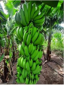 Fresh Green Banana