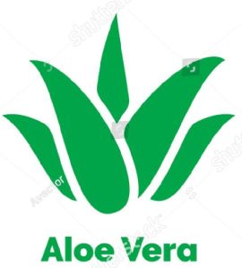 Aloe vera Plants