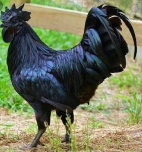 Live Kadaknath Chicken