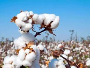 Raw Cotton