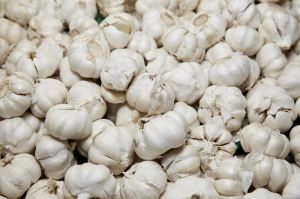 GARLIC (LAHASUN)