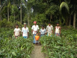 mango saplings