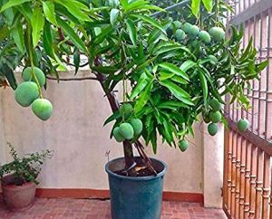 Mango Plant