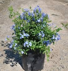 Plumbago Plant