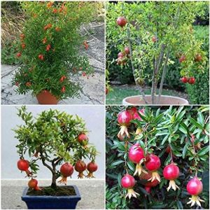 Pomegranate Plant