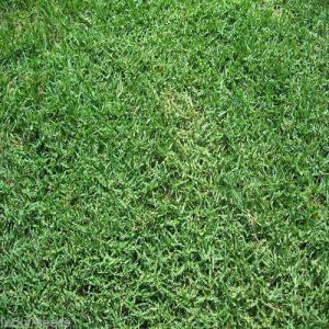 Selection 1 Grass Carpet