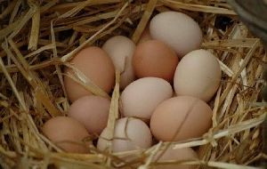 country chicken eggs