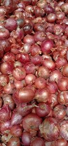 Red Onion