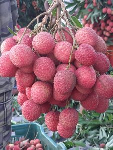 Fresh Lychee