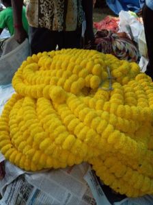 Fresh Marigold Flowers