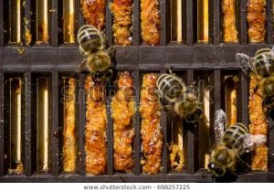 Bee Propolis