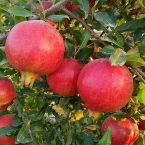 Farm Fresh Pomegranate