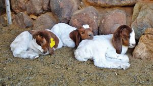 boer goats