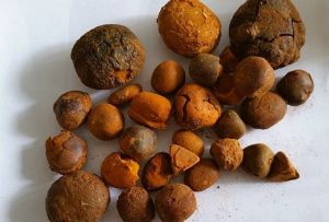 Gall stones ox