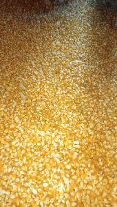 Yellow Maize Cattle Feed