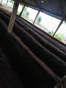 Earthworms Vermicompost