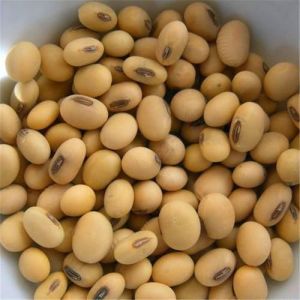 Soyabean