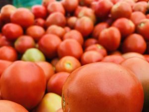 Fresh Organic Tomato