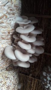 Oyester Mushroom