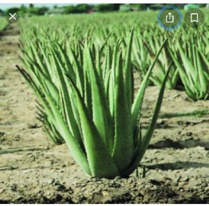 Aloe vera Plants