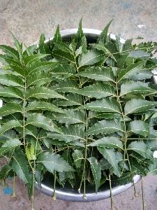 Neem Leaves