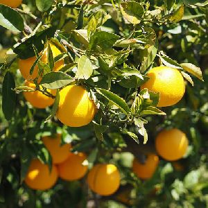lemon plant Kagzi