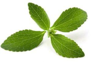 Stevia Leaves