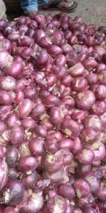 Fresh Red Onion