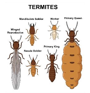 pest and Termite