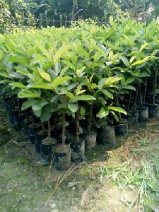 L 49 Guava Plant