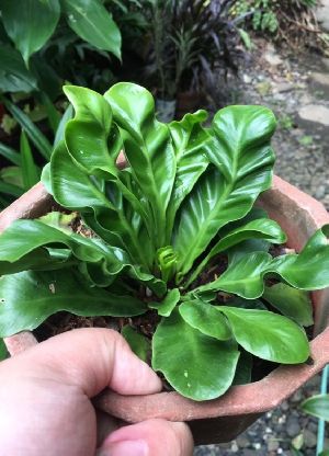 Cobra Fern Plant