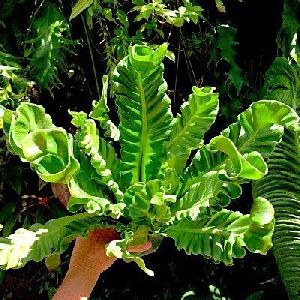 Cobra Fern Plant