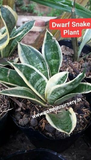 Dwarf Snake Plant(Golden Sanseveria