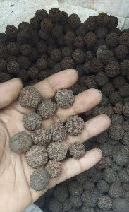Rudraksha Seeds
