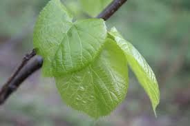 Organic Linden Leaves